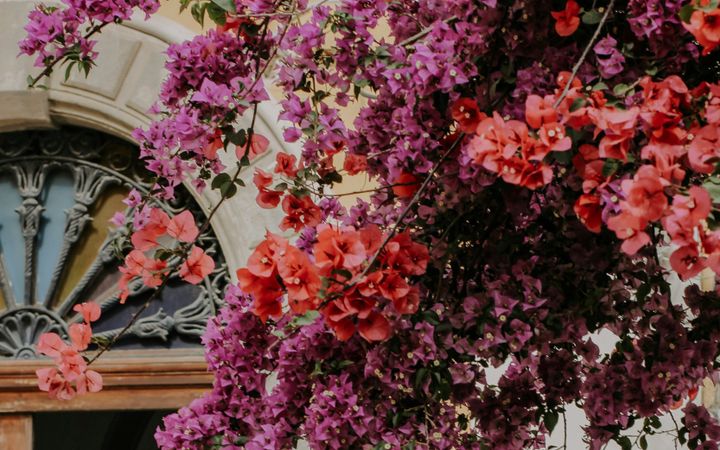 Roze bloemen voor een open deur