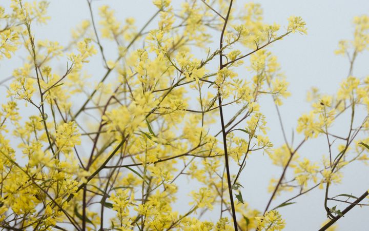 Groene takjes tegen blauwe lucht