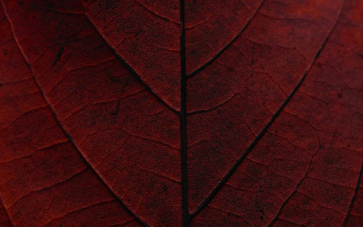 rood blad, ingezoomd op de nerven