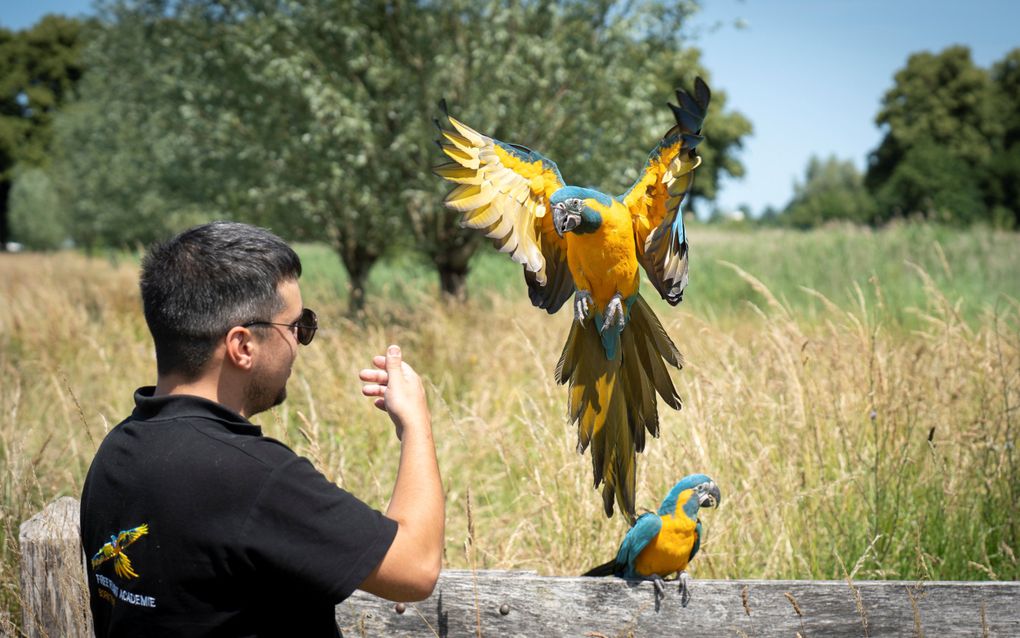 De ara van Arian Paans: kleurige kleuter met nijptang