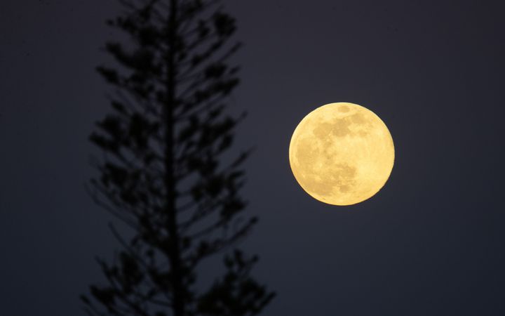 volle maan met daarvoor een boom