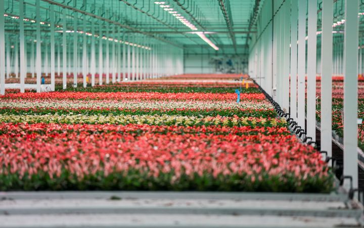 Rijen bloeiende planten in een kas, in de kleuren rood, wit en geel.