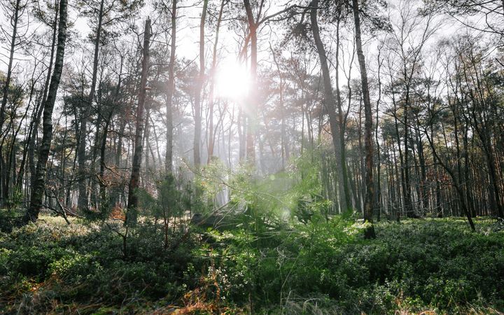 Zonlicht schijnt tussen boomstammen door, in een bos.