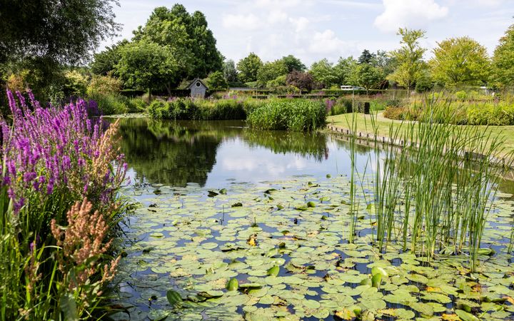 Tuin met grote vijver, met daarin waterlelies. 