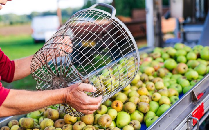 Voorraad appels op een transportband.