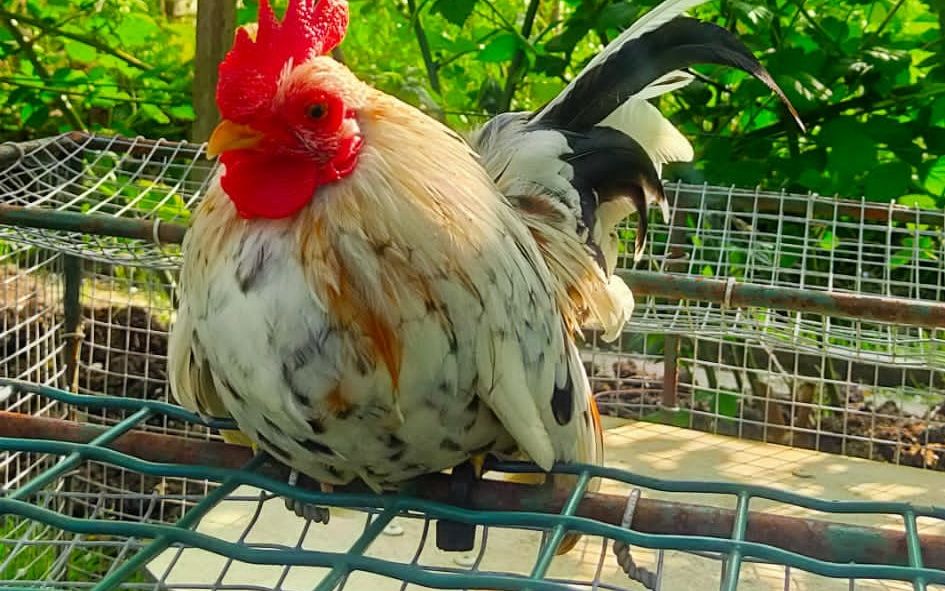 Piep, zei de muis in het gasthuis?